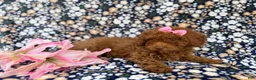 Cavapoo dogs for sale: Maggie - Ad 5