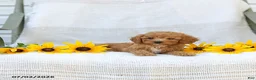 Cavapoo dogs for sale: Kraig - Ad 5