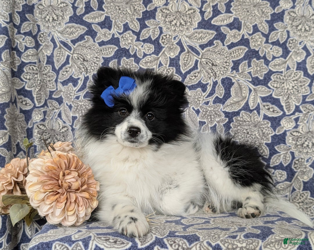 Pomeranian dogs for sale: Pheobe - Ad 5