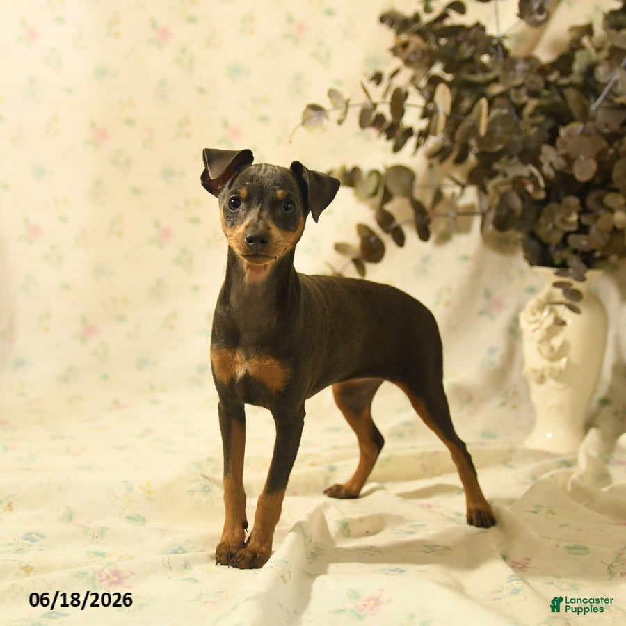 Miniature Pinscher dogs Phalina - Ad 1