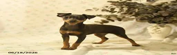 Miniature Pinscher dogs for sale: Phalina - Ad 1