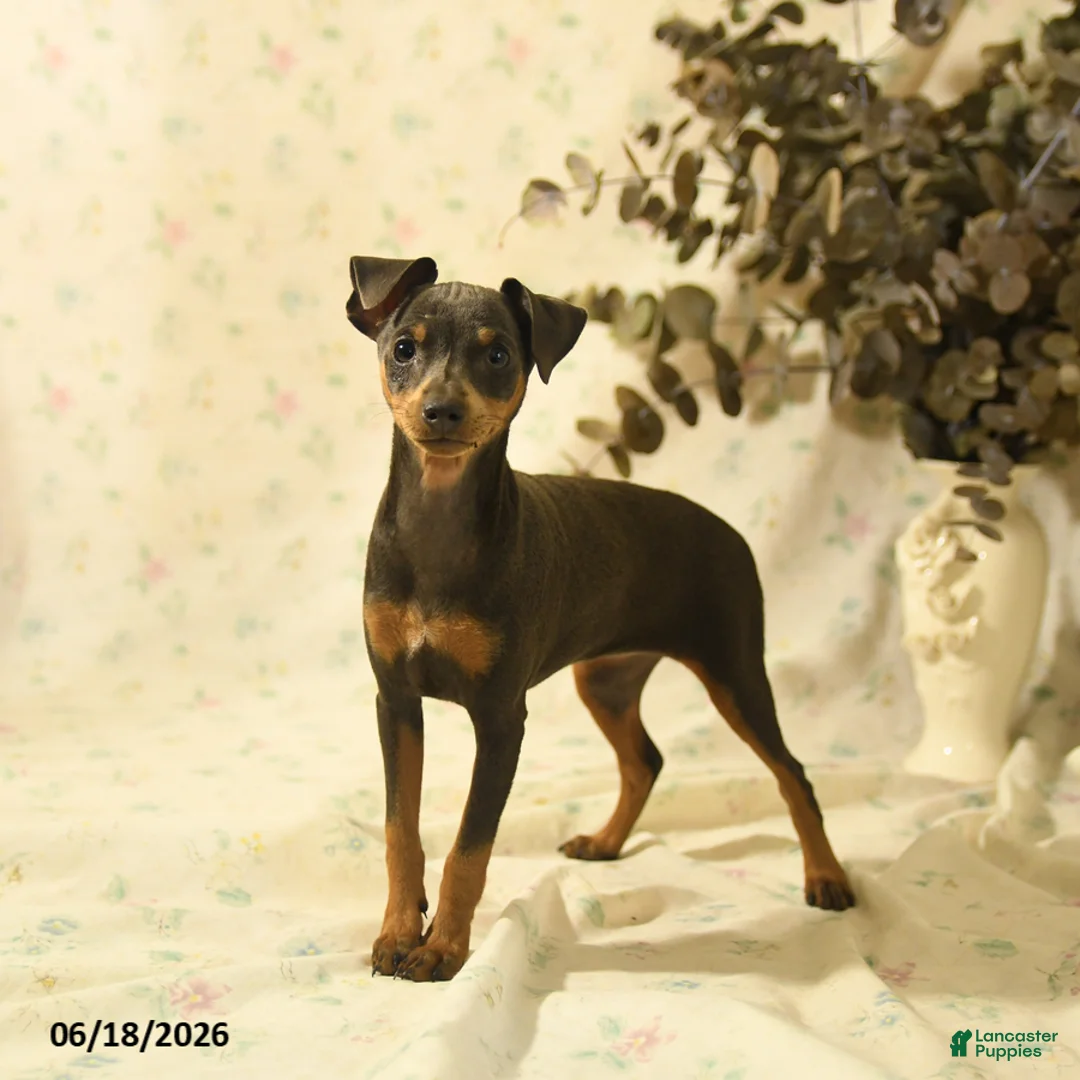 Miniature Pinscher dogs for sale: Phalina - Ad 1