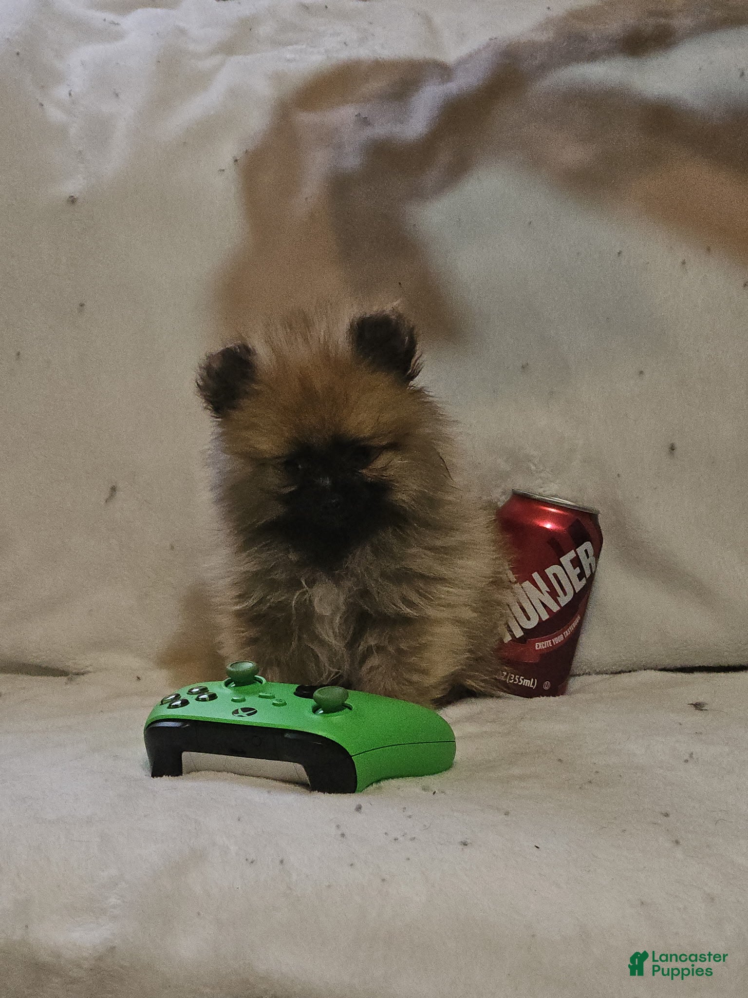 Pomeranian dogs Moose - Ad 2