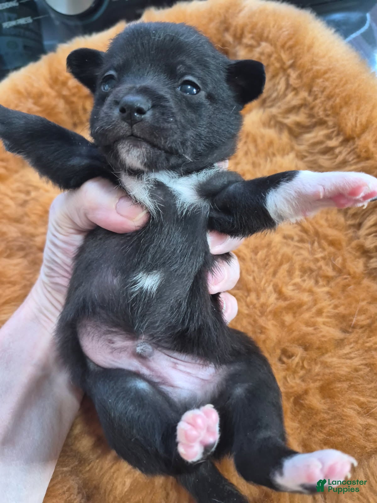 Chihuahua dogs Chihuahua Puppy 3 - Ad 2