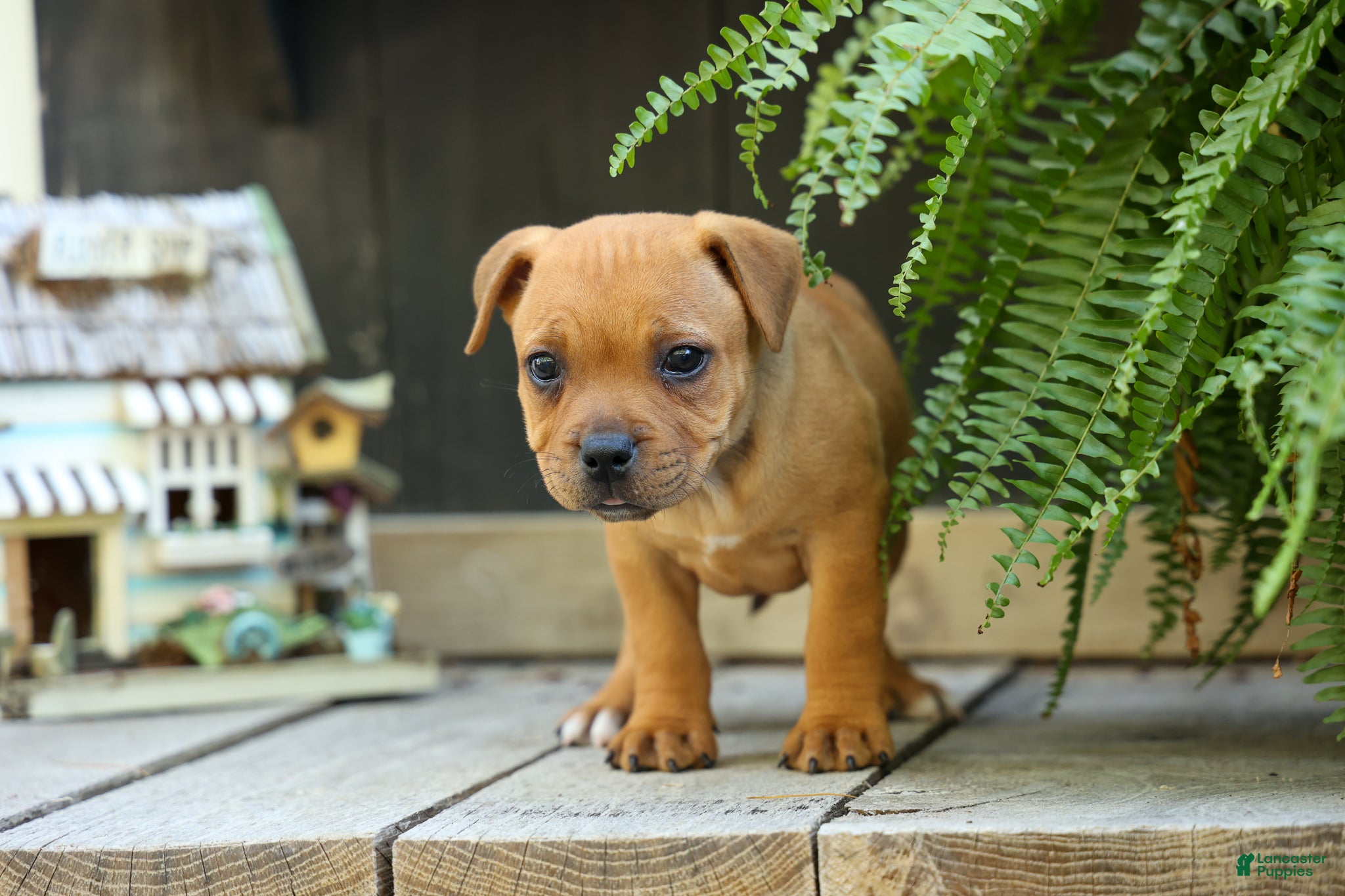 Staffordshire Bull Terrier dogs Mia Belle 🌸 - Ad 2