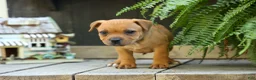 Staffordshire Bull Terrier dogs for sale: Mia Belle 🌸 - Ad 2