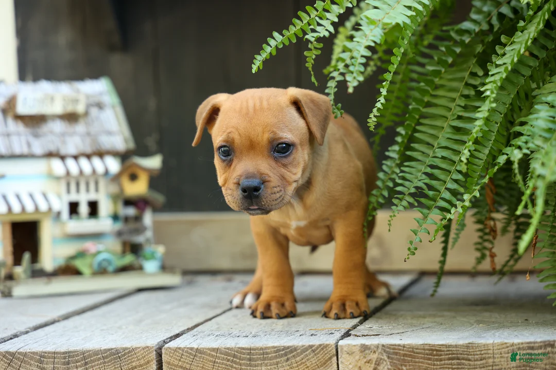 Staffordshire Bull Terrier dogs for sale: Mia Belle 🌸 - Ad 2
