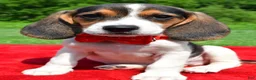 Beagle dogs for sale: Hudson - Ad 6