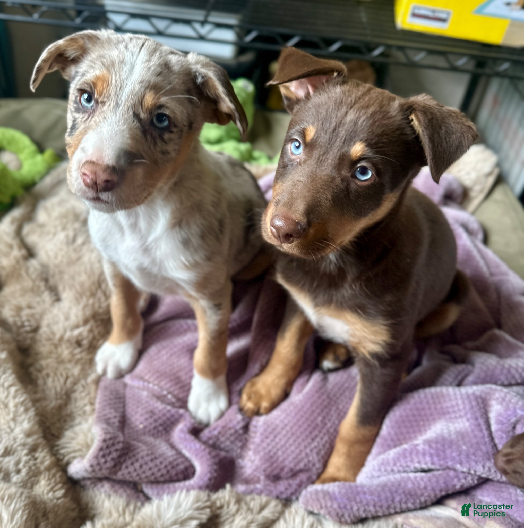Mixed Breed dogs Kelpie/Mcnab/Border Collie RED TRI MALE  - Ad 1