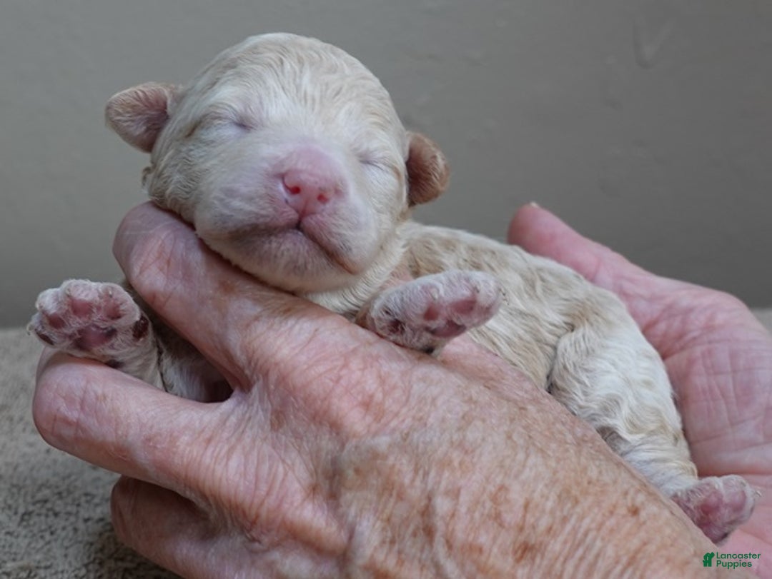 Toy Poodle dogs for sale: Toy Poodle Puppy 1 - Ad 1