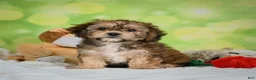 Cavachon dogs for sale: Jackson - Ad 14