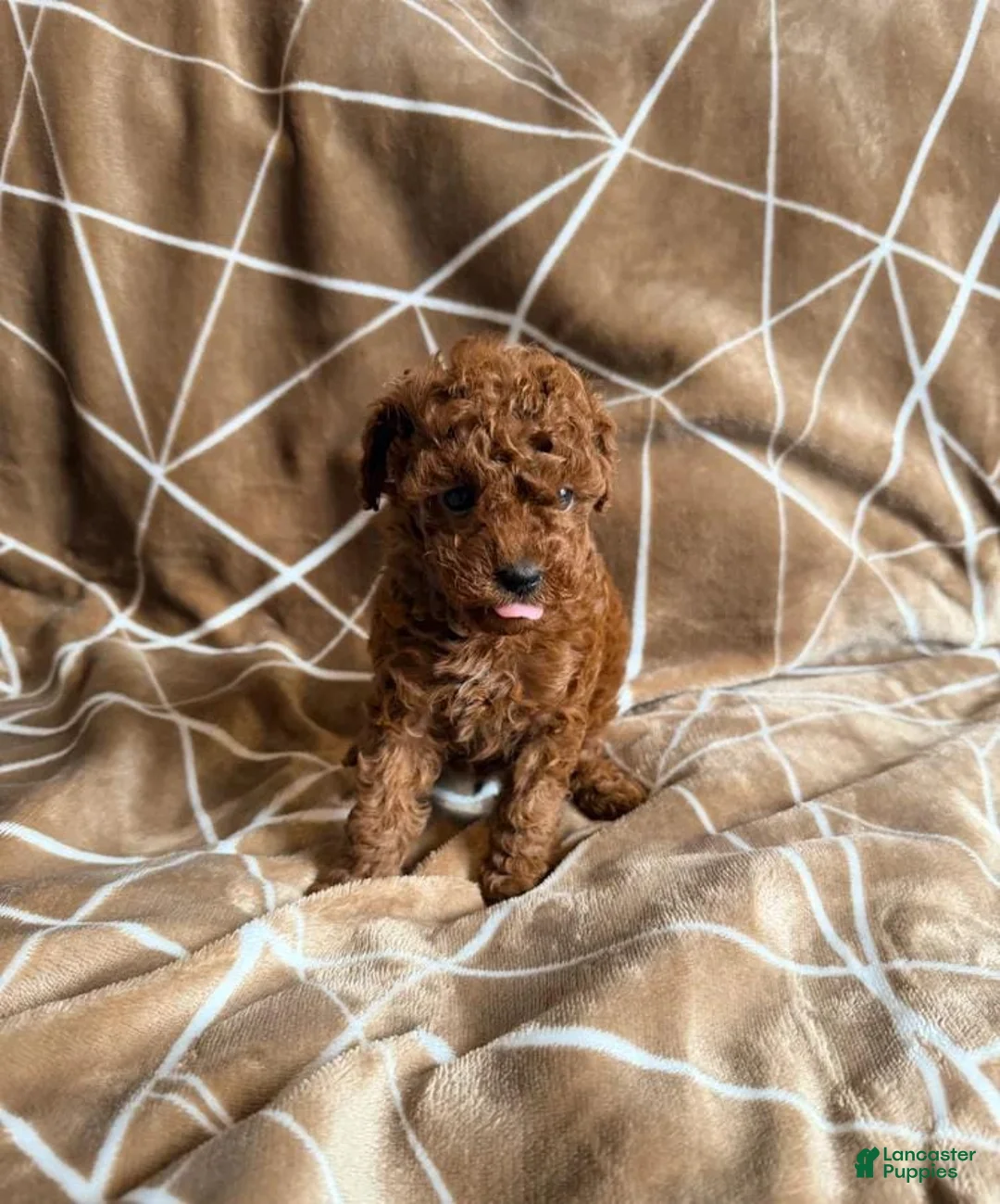 Cavapoo dogs for sale: Nicky - Ad 5