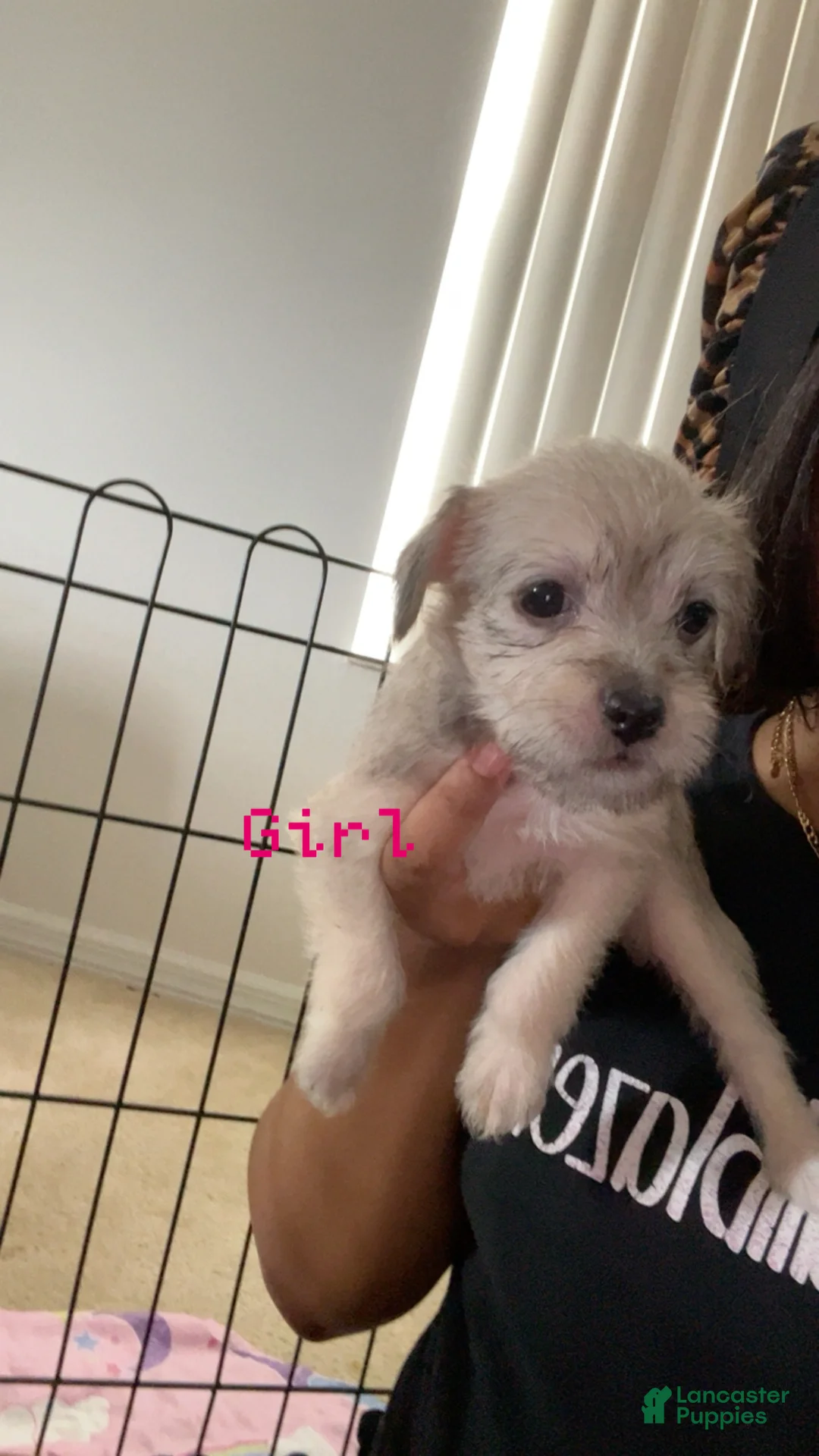 Shihpoo dogs for sale: Shihpoo 7 - Ad 1