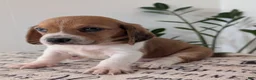 Mixed Breed dogs for sale: Pete - Ad 7