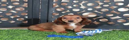 Miniature Dachshund dogs for sale: Flynn Precious Dachshund Puppy - Ad 5