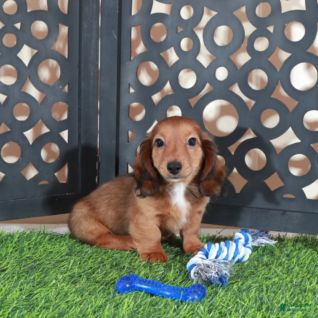 Miniature Dachshund dogs for sale: Flynn Precious Dachshund Puppy - Ad 5