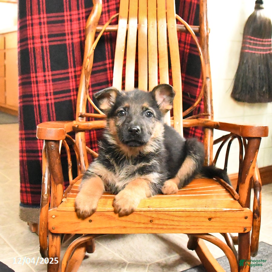 German Shepherd dogs Posie - Ad 42