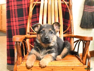 German Shepherd dogs Posie - Ad 15