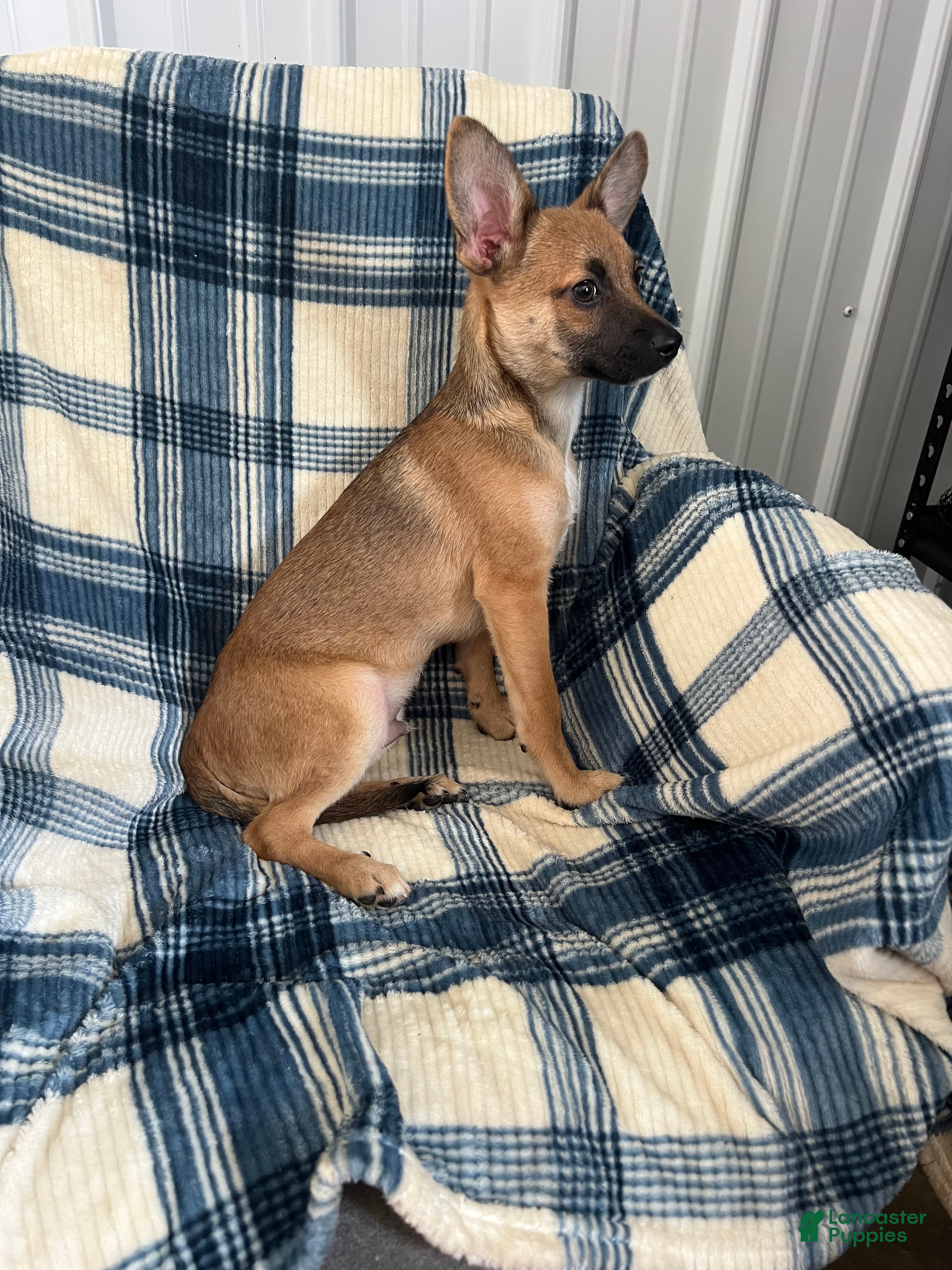 Chihuahua dogs Chihuahua  SCOTTY Boy - Ad 2