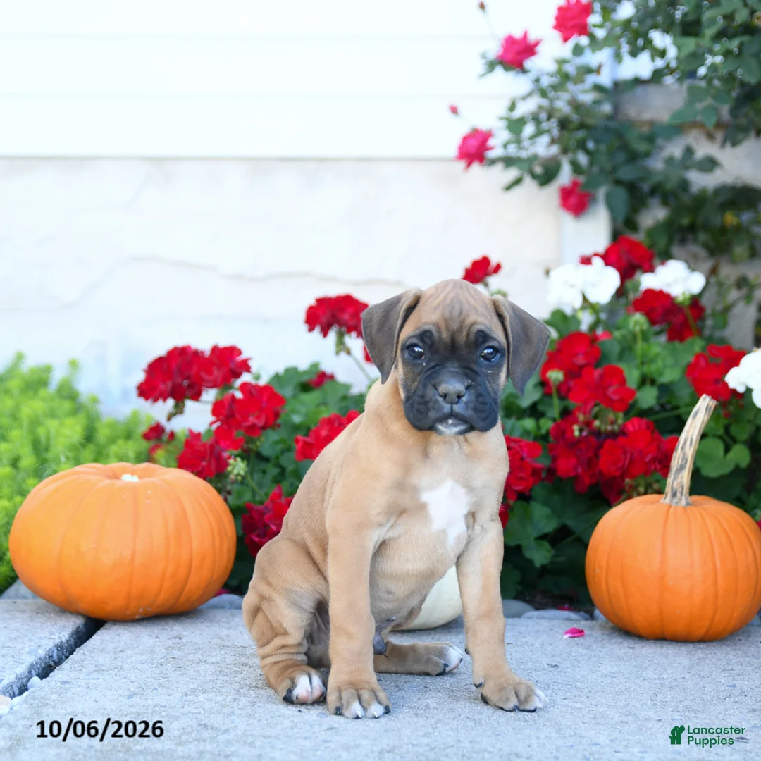 Boxer dogs for sale: Myles - Ad 3