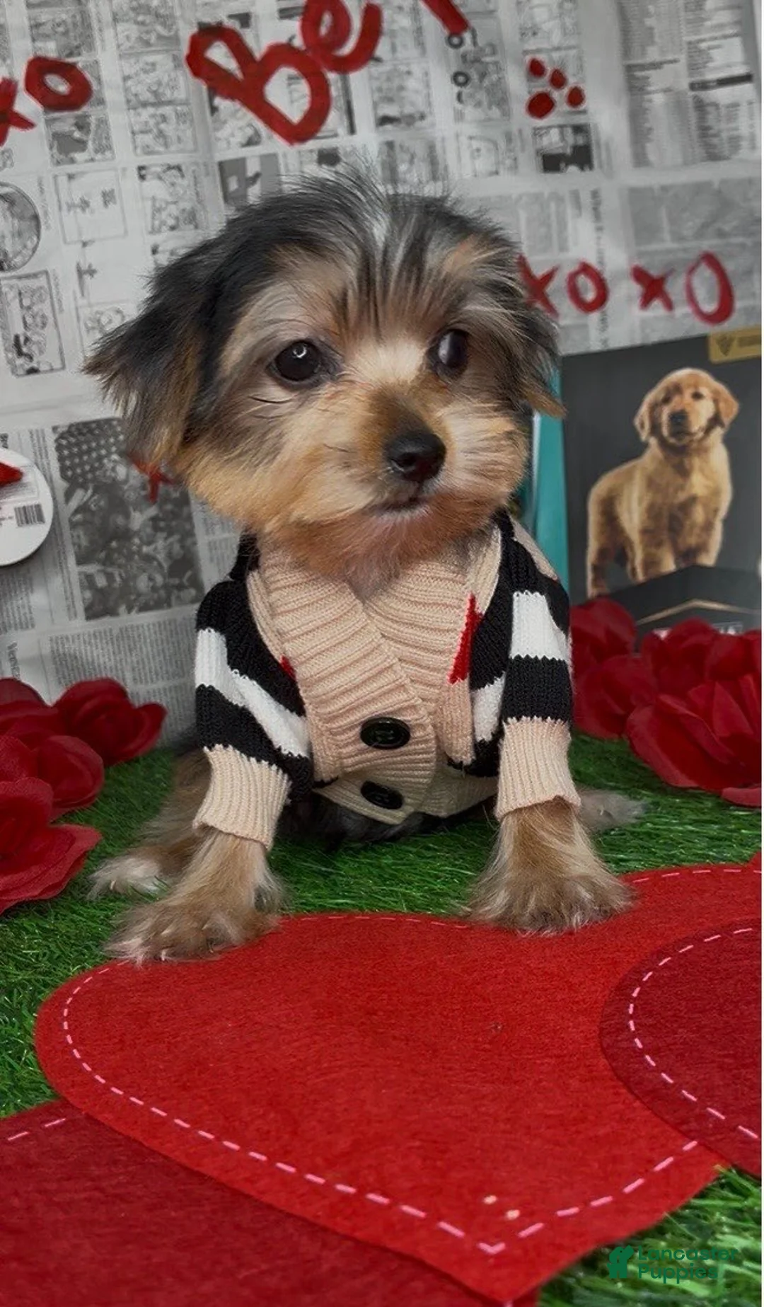 Yorkshire Terrier dogs for sale: Halo - Ad 3