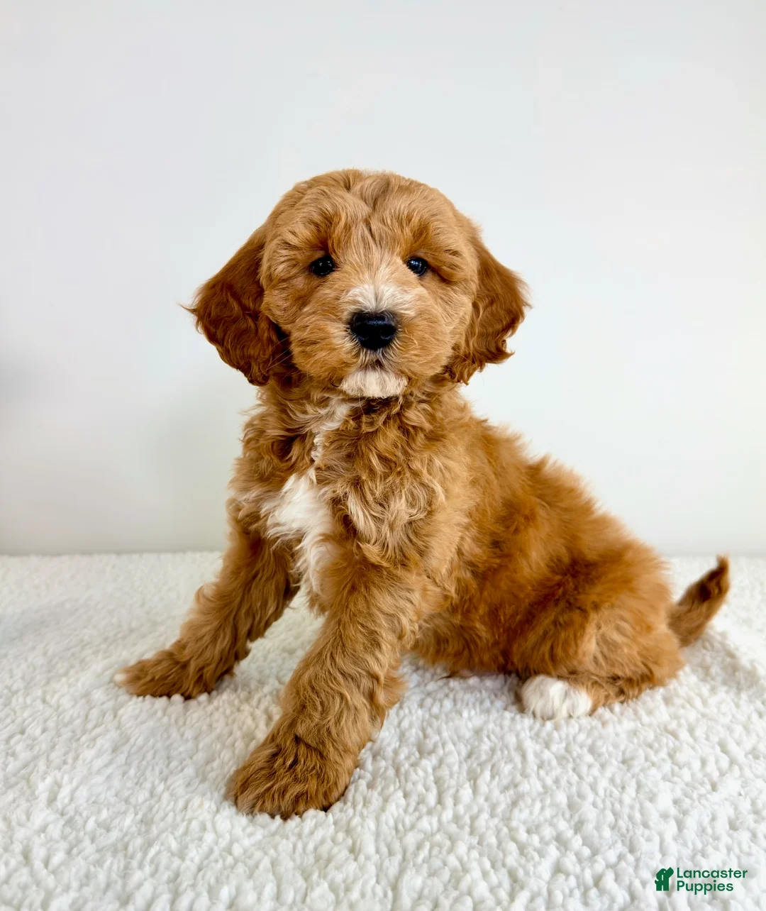 Mini Goldendoodle dogs for sale: Garrett - Ad 2