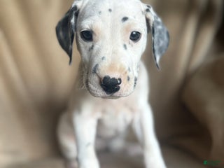 Mixed Breed dogs - Ad 15