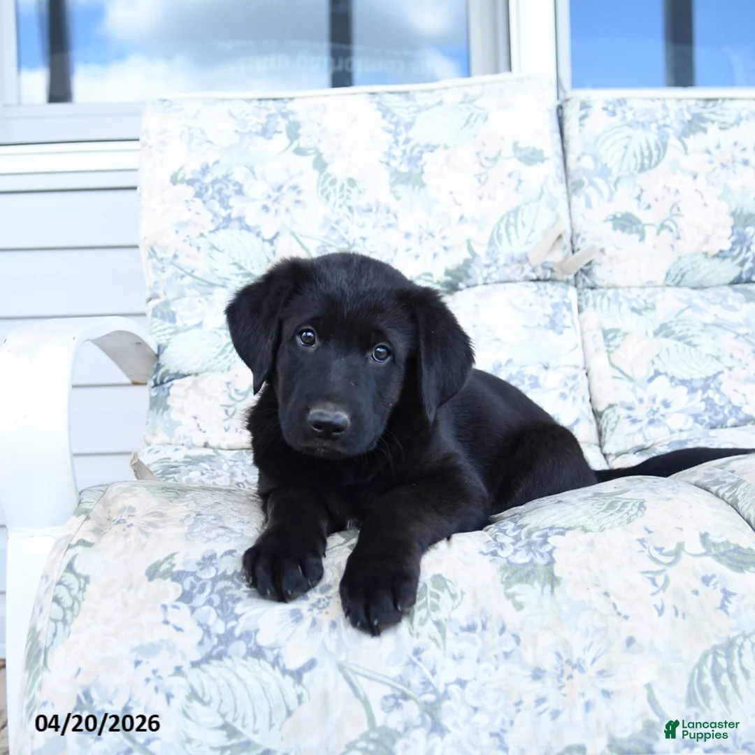 Mixed Breed dogs for sale: Link - Ad 3