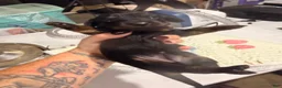 Dachshund dogs for sale: Dachshund 4 - Ad 4