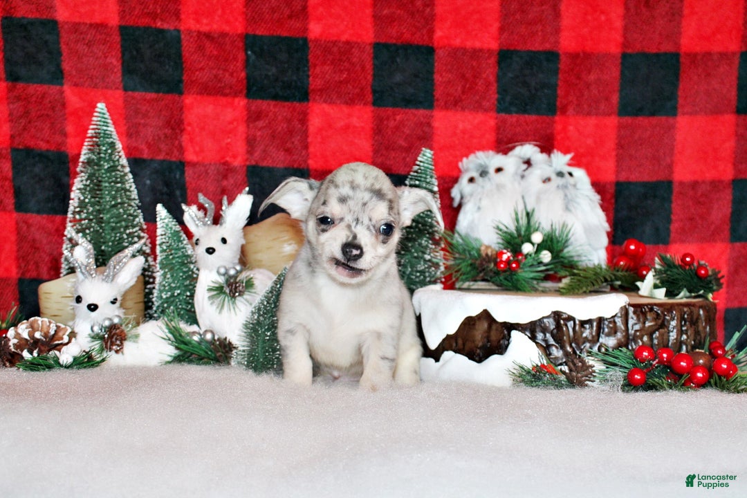 Chihuahua dogs for sale: Preacher - Ad 1