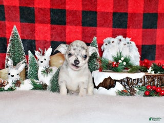 Chihuahua dogs Preacher - Ad 24