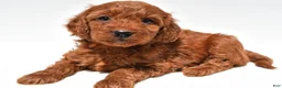 Mini Goldendoodle dogs for sale: Ruby - Ad 6