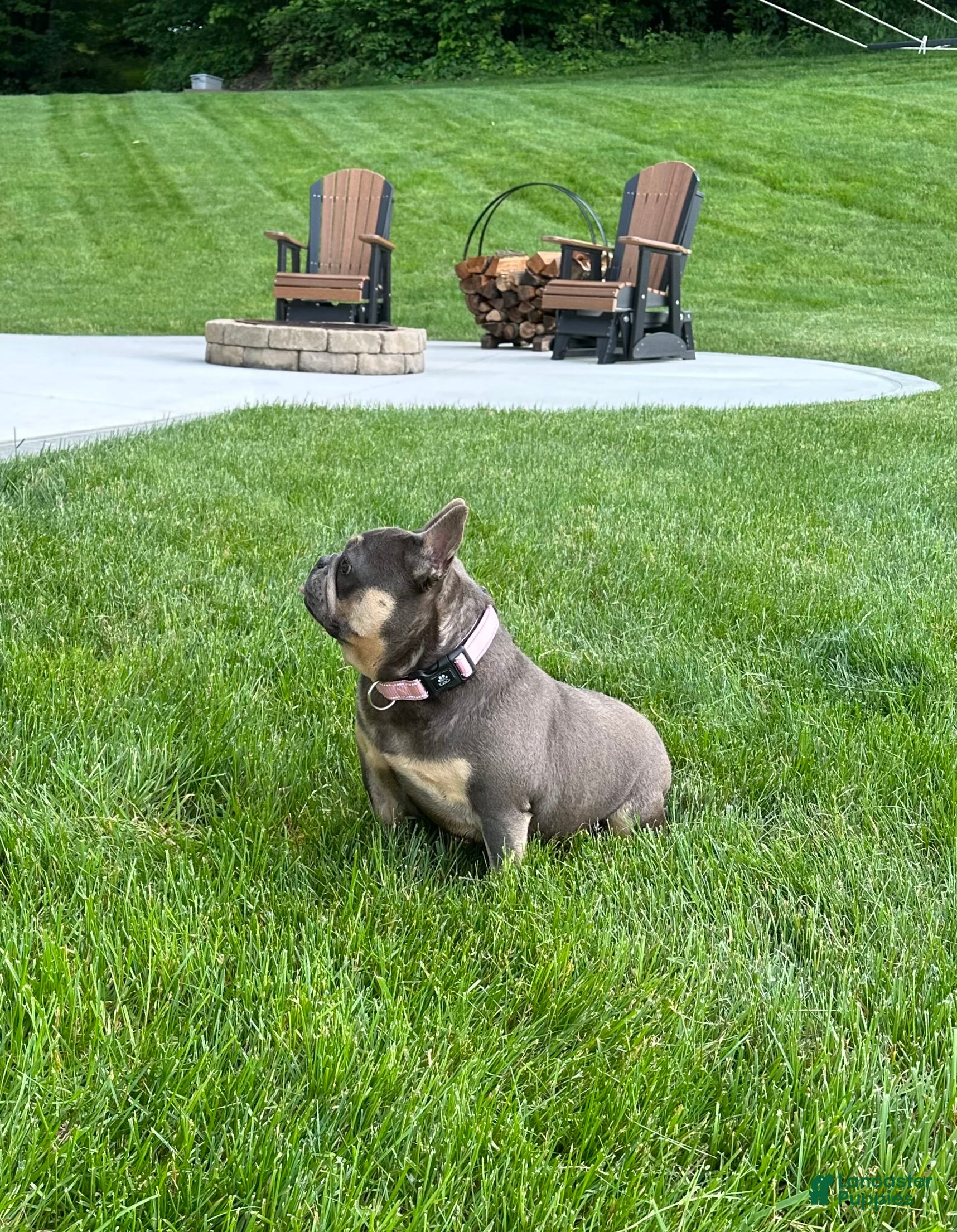 French Bulldog dogs for sale: Kelly - Ad 2