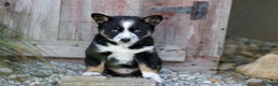 Pomsky dogs for sale: Candy - Ad 1