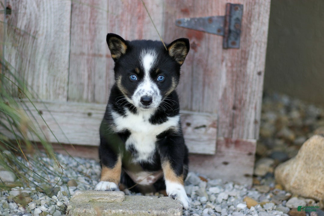 Pomsky dogs for sale: Candy - Ad 1