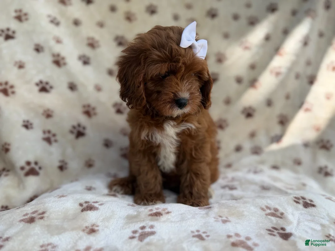 Cavapoo dogs for sale: Lettie - Ad 9