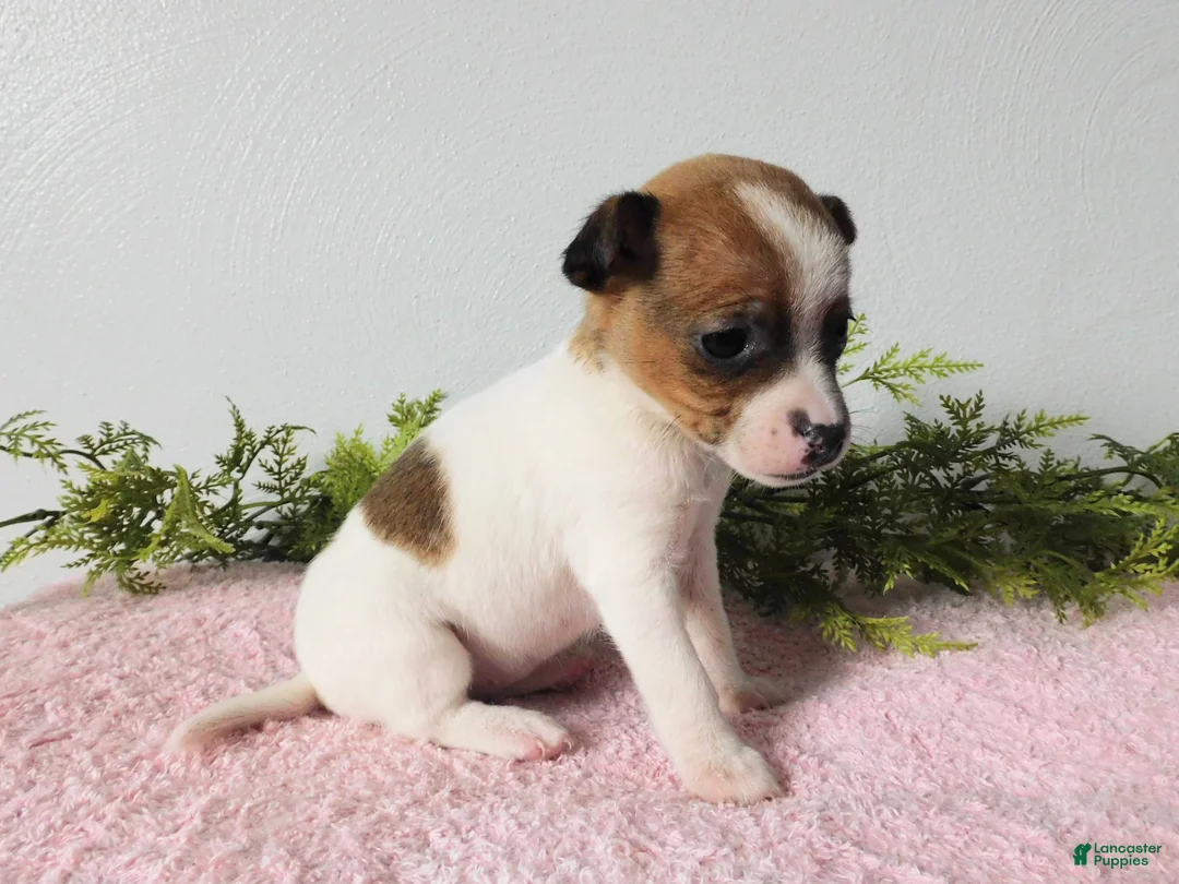 Jack Russell Terrier dogs for sale: Tiny - Ad 2