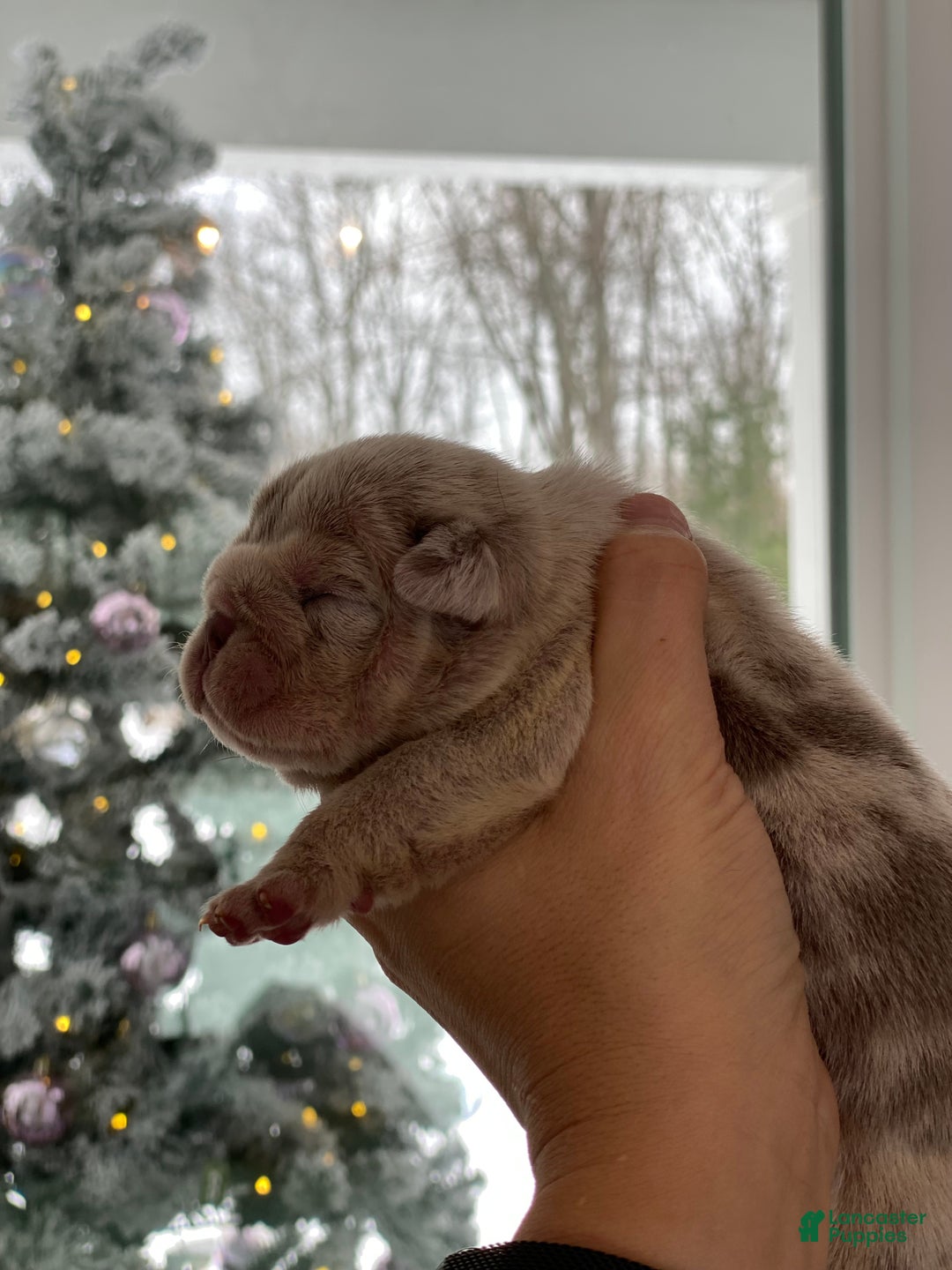 English Bulldog dogs for sale: Emma - Ad 2