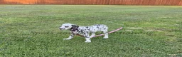 Dalmatian dogs for sale: Bree - Ad 3