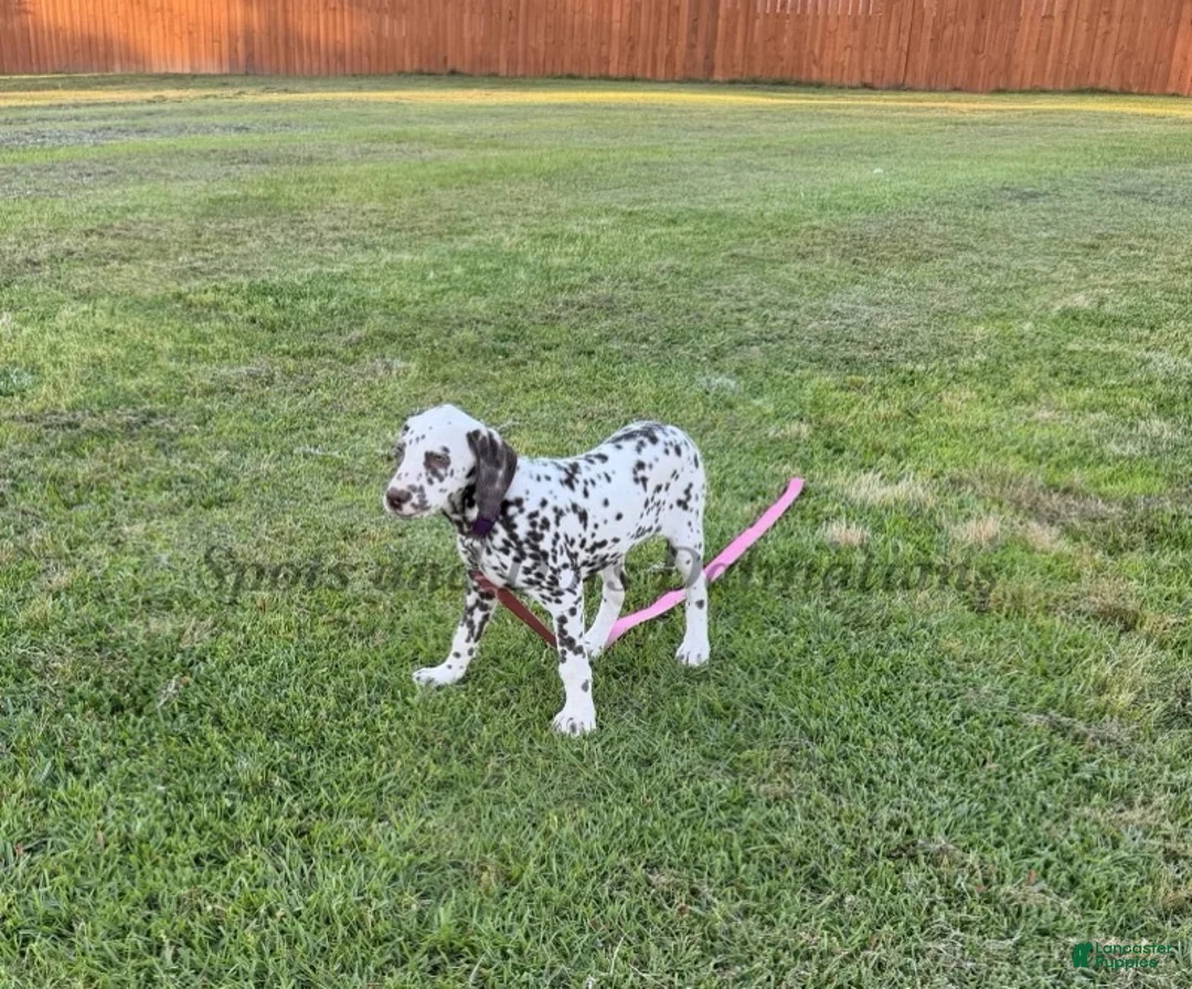 Dalmatian dogs for sale: Bree - Ad 3