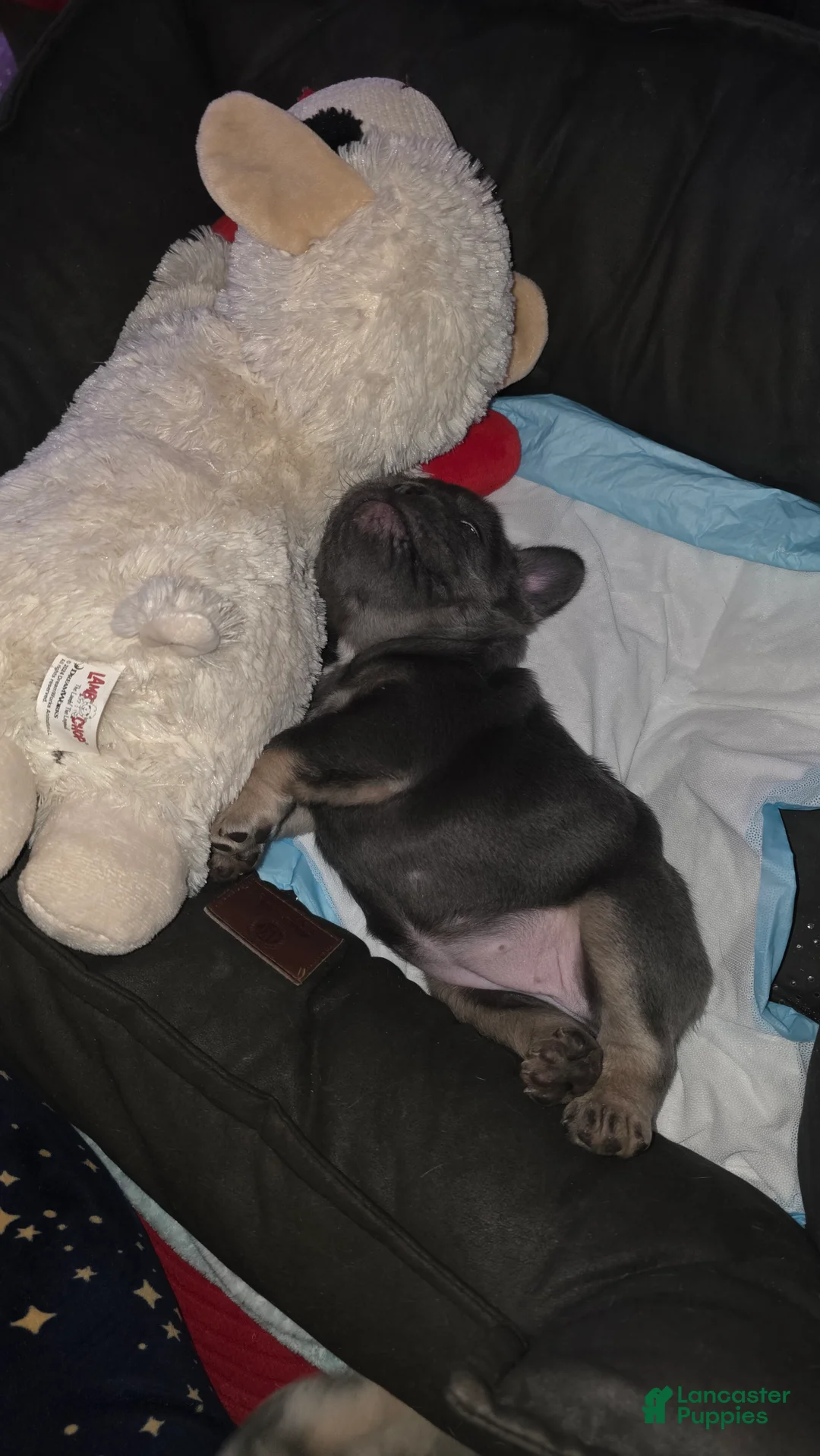 French Bulldog dogs for sale: Chanelle - Ad 5