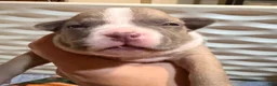 American Bully dogs for sale: Fawn female 3 - Ad 2