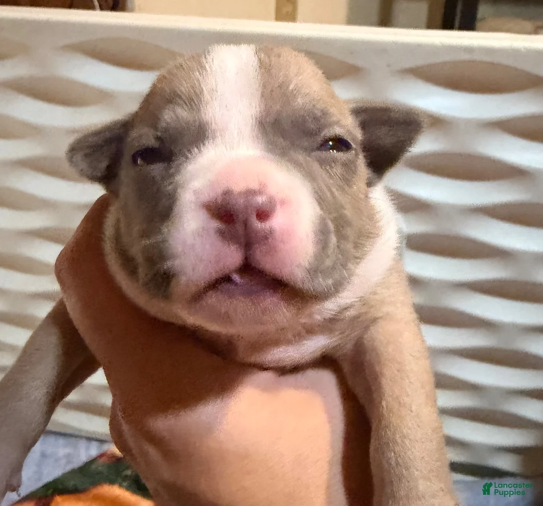 American Bully dogs for sale: Fawn female 3 - Ad 2