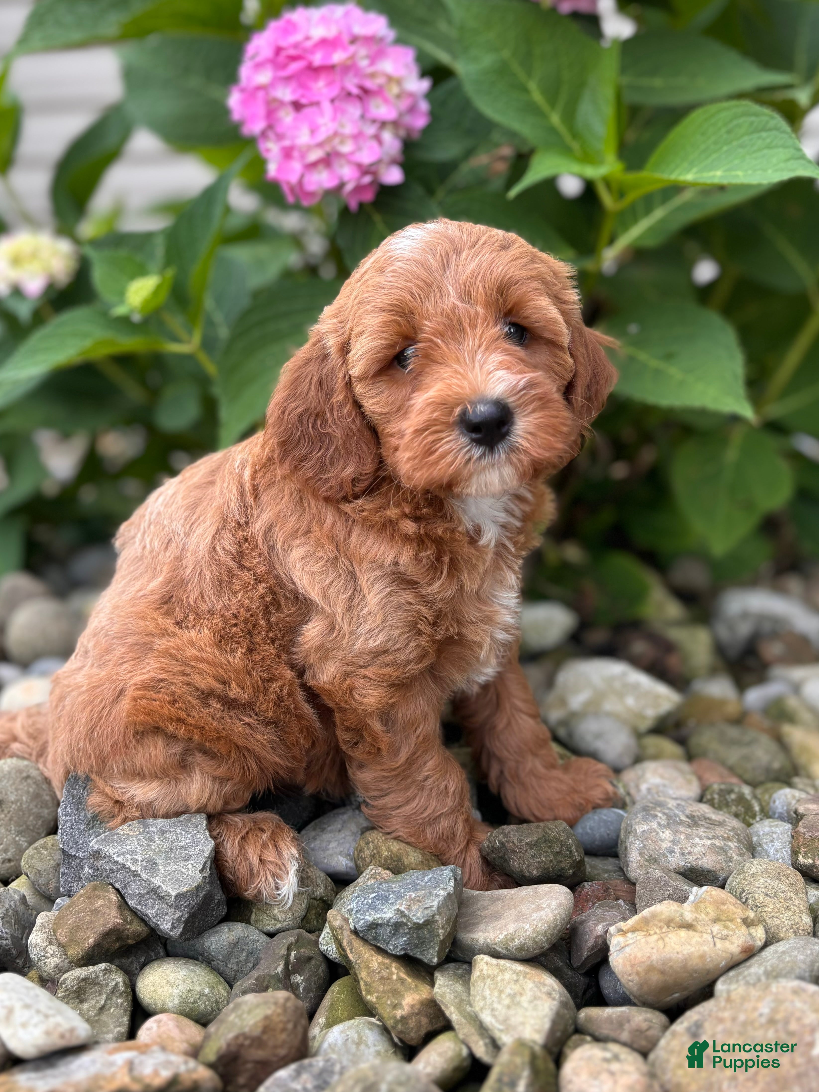 Whoodle dogs Mini Minnesota (Minnie) - Ad 2