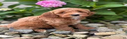 Whoodle dogs for sale: Mini Minnesota (Minnie) - Ad 2