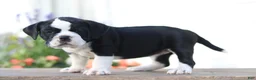 Beabull dogs for sale: Daisy - Ad 3