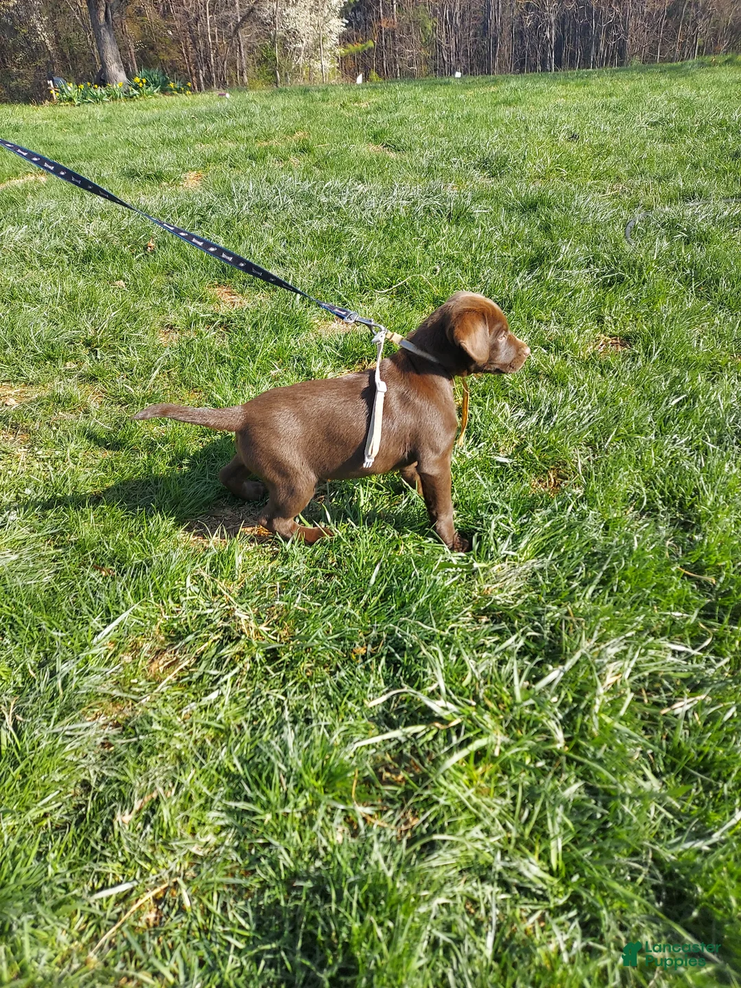 Labrador Retriever dogs for sale: Galaxy - Ad 2