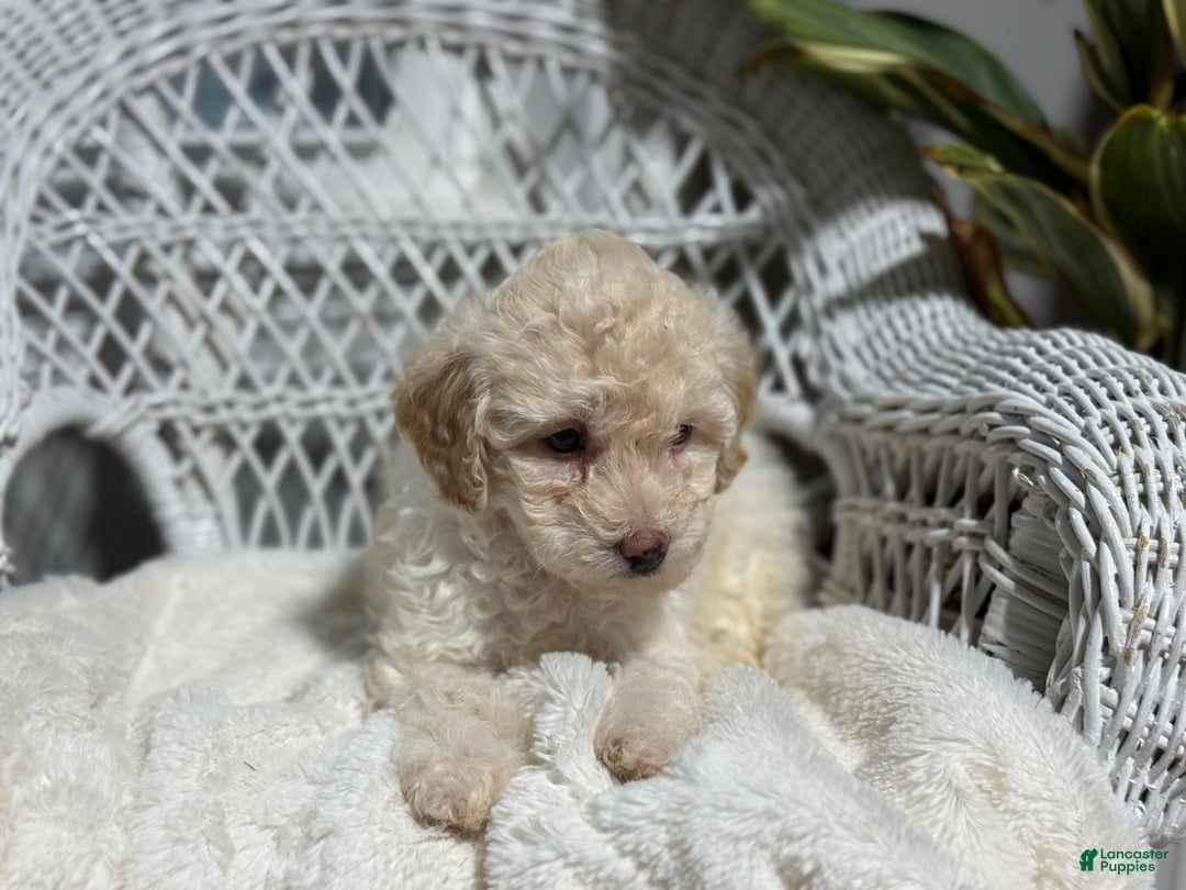 Bichpoo dogs for sale: Francess  - Ad 7