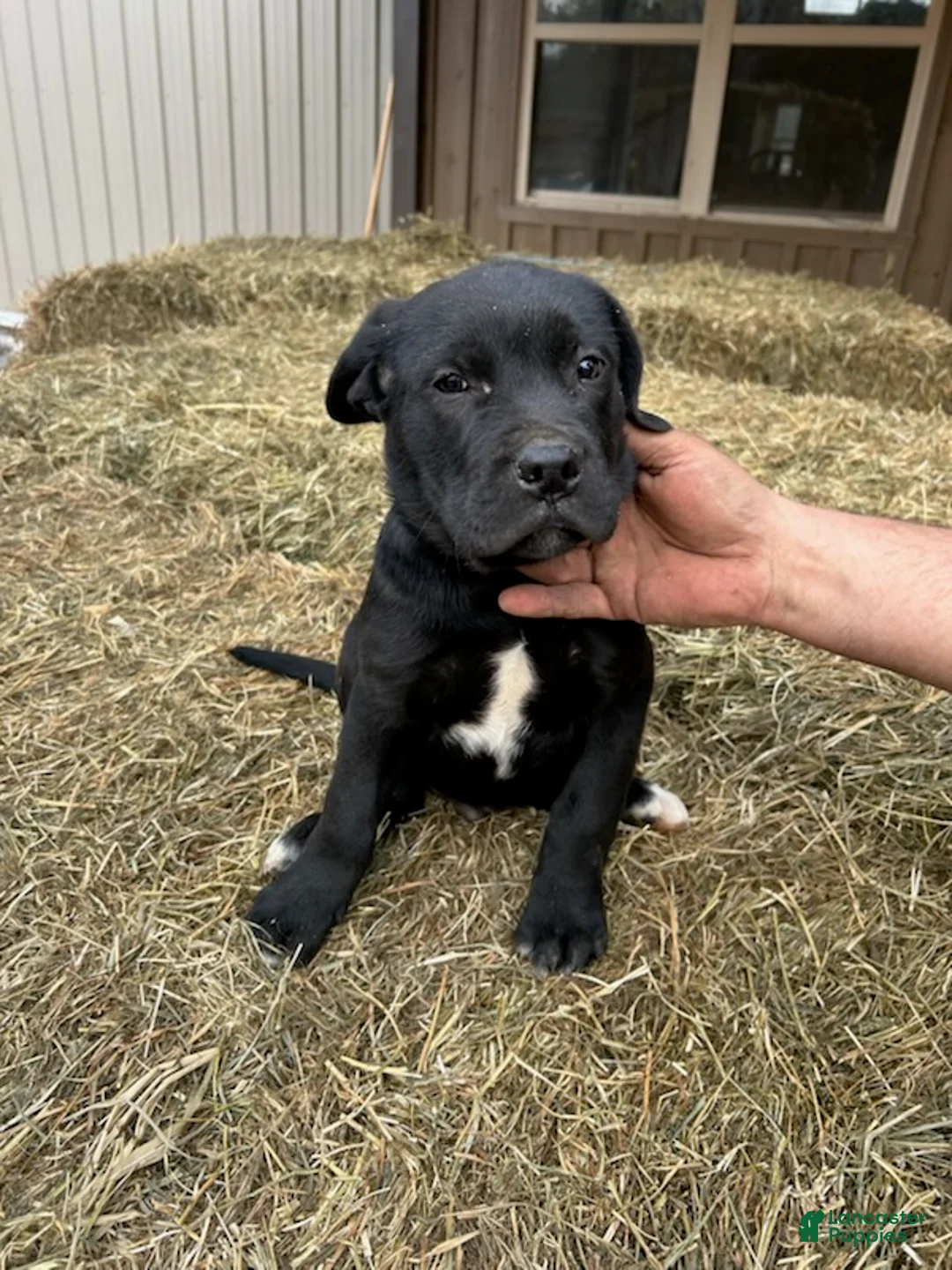 Mixed Breed dogs for sale: Joseph - Ad 3