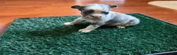 French Bulldog dogs for sale: Oreo - Ad 1